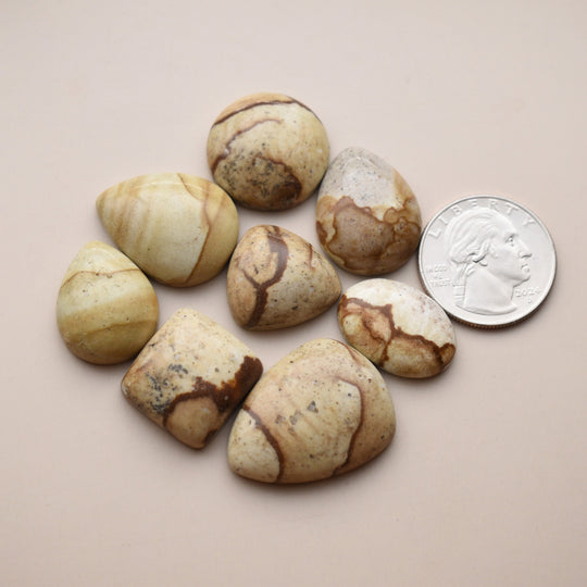 Picture Jasper Cabochons Lot
