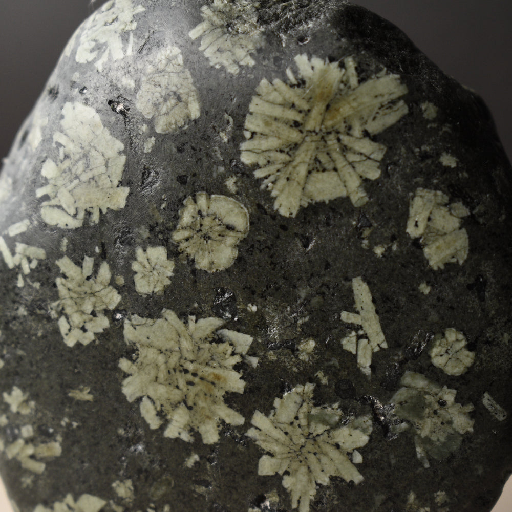 Washington Chrysanthemum Stone Specimen, aka Flowerstone, 4 inches tall