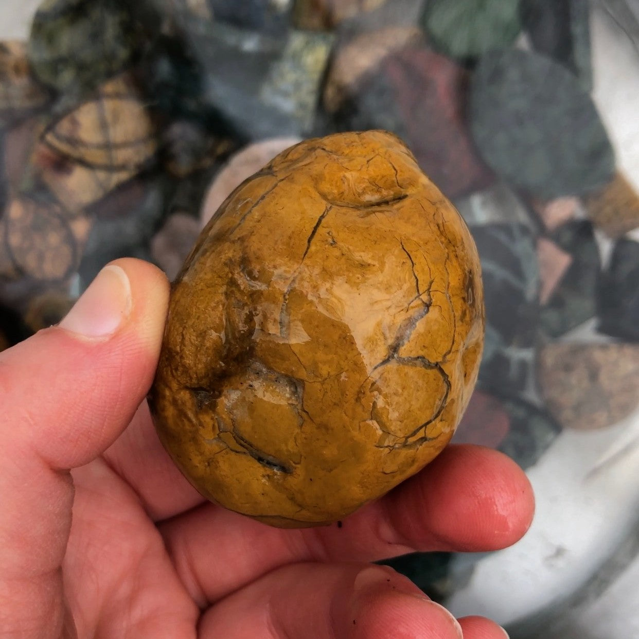 Yellow Jasper with Agate Veins from Washington State